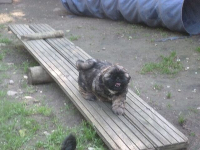 SNOOPY des brumes d'aurore