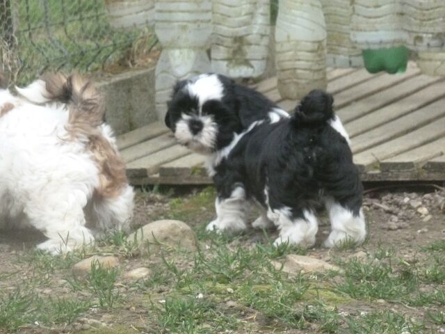 TEMPO des Brumes d'Aurore