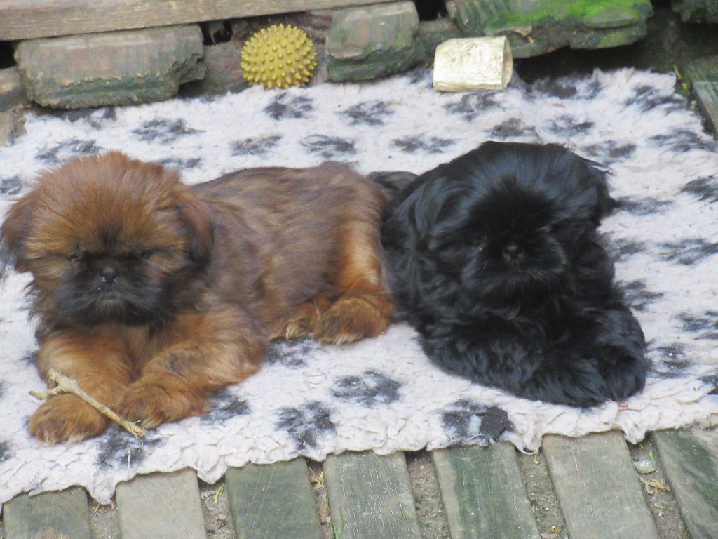 UGOLINE des brumes d'aurore