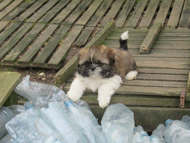 ULYSSE des brumes d'aurore