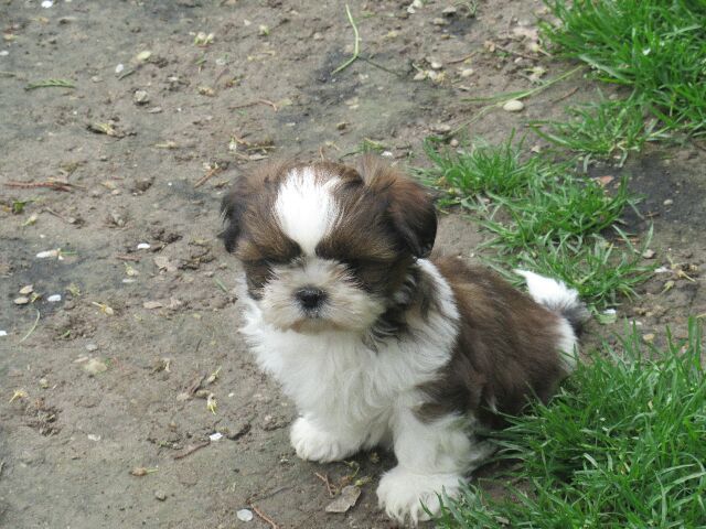 UXIE des brumes d'aurore