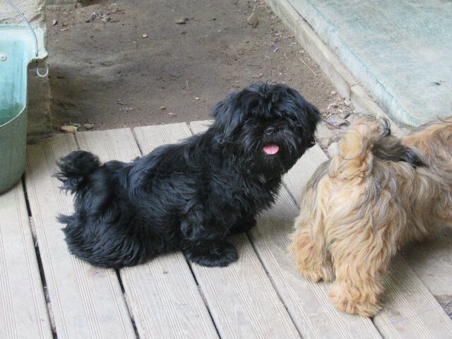 TINSLEY des Brumes d'Aurore