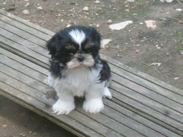 SHELBY des brumes d'aurore