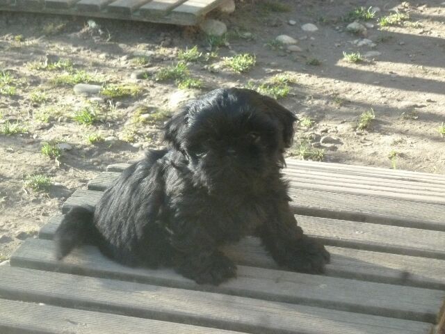 S' TESS des brumes d'aurore