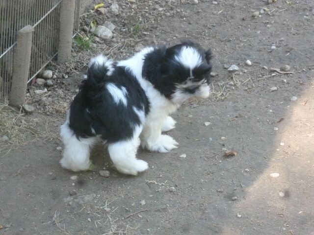 SIRE APEJOU DES BRUMES D'AURORE