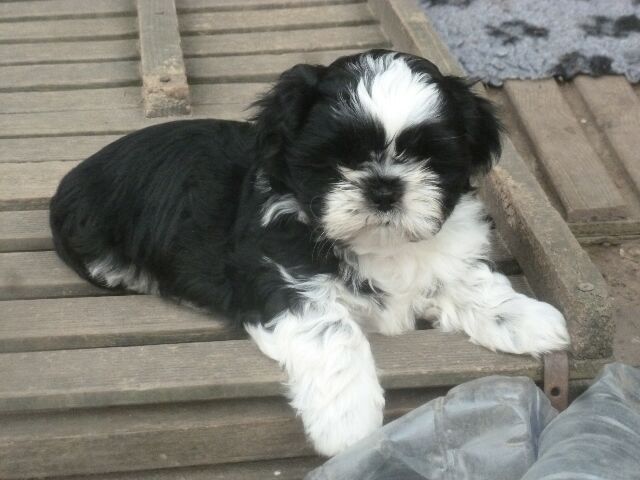 TEMPO des Brumes d'Aurore