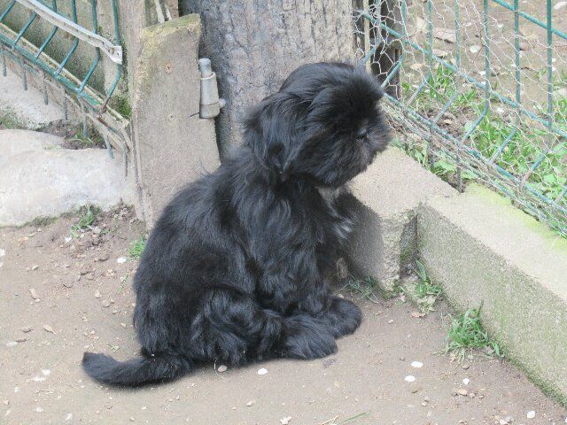 UMIE dite Ulotte des brumes d'aurore