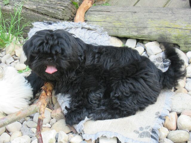 TINSLEY des Brumes d'Aurore