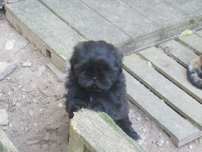 Les chiots de Shih Tzu