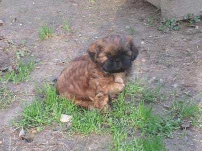 Les chiots de Shih Tzu