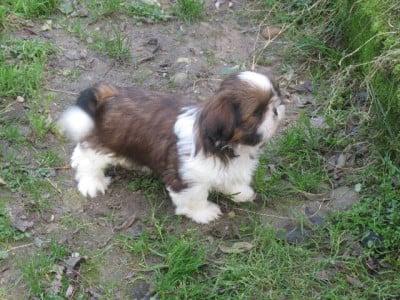 Les chiots de Shih Tzu