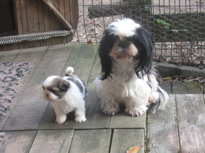 Les chiots de Shih Tzu