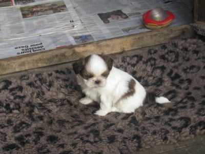 Les chiots de Shih Tzu
