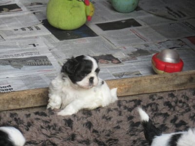 Les chiots de Shih Tzu