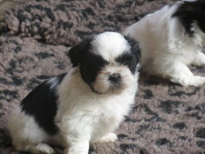 Les chiots de Shih Tzu