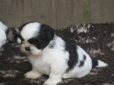 Les chiots de Shih Tzu