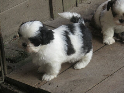 Les chiots de Shih Tzu