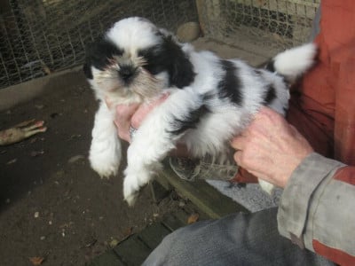 Les chiots de Shih Tzu