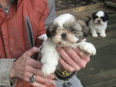 Les chiots de Shih Tzu