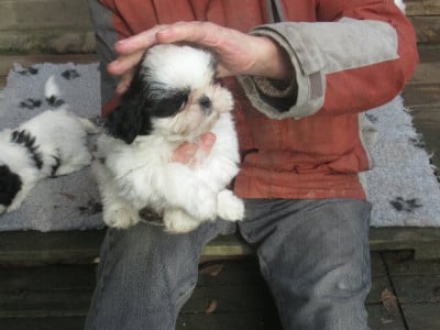 Les chiots de Shih Tzu