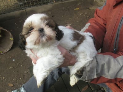 Les chiots de Shih Tzu