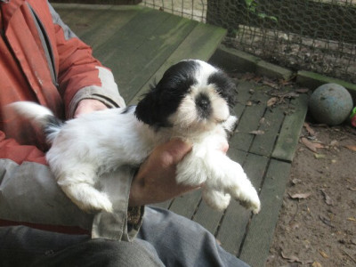 Les chiots de Shih Tzu