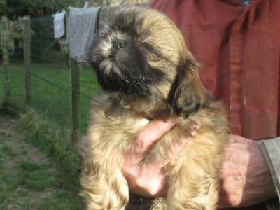 Les chiots de Shih Tzu