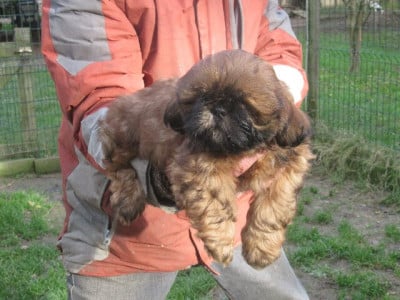 Les chiots de Shih Tzu