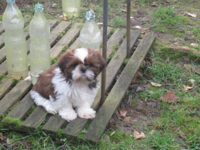 Les chiots de Shih Tzu