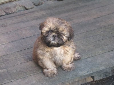 Les chiots de Shih Tzu