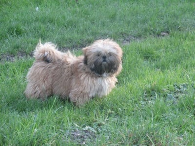 Les chiots de Shih Tzu