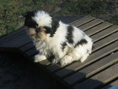 Les chiots de Shih Tzu