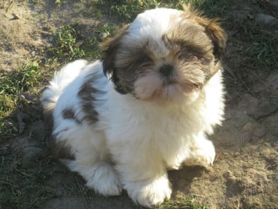 Les chiots de Shih Tzu