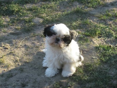 Les chiots de Shih Tzu