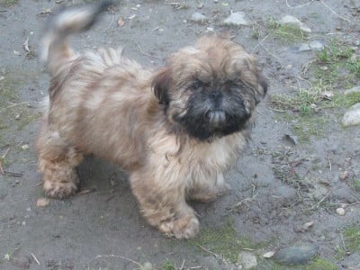 Les chiots de Shih Tzu