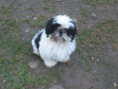 Les chiots de Shih Tzu