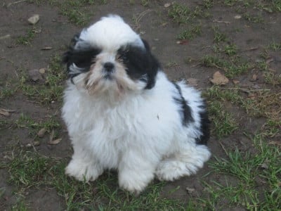Les chiots de Shih Tzu