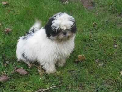 Les chiots de Shih Tzu