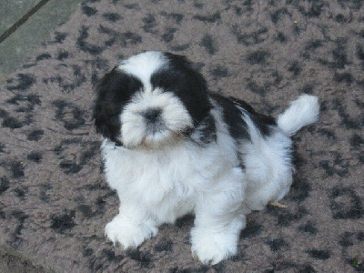 Les chiots de Shih Tzu