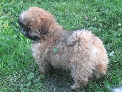 Les chiots de Shih Tzu