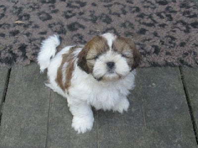 Les chiots de Shih Tzu