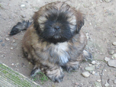 Les chiots de Shih Tzu