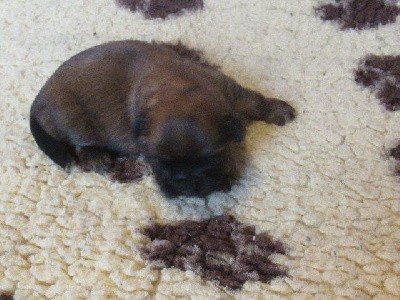 A réserver : couleur : fauve charbonné, masque noir.
Photos du 24/10/25, chiots âgé de 18 jours, les photos seront actualisées tous les 10 0 12 Jours.
Afin d'être renseigné sur toutes les conditions : lire le commentaire de la portée ci-joint dans son intégralité, merci à vous,
TEL : 04 74 84 24 30.