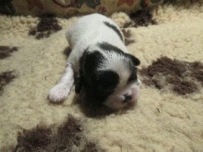 A réserver : Magnifique petite fifille à dominance de blanc (noir/+blanc+++), si vous aimé le blanc, cette petite puce est pour vous !
Soucieuse du bon placement de mes bébés, privilégiez l'échange téléphonique, en vous remerciant (en cas d'absence laissez moi un message, je rappelle toujours).
Lire le commentaire de la portée ci-joint afin d'être renseigné sur toutes les conditions relatives à : réservation, acompte, visites, tec...,
TEL : 04 74 84 24 30, merci à bientôt,