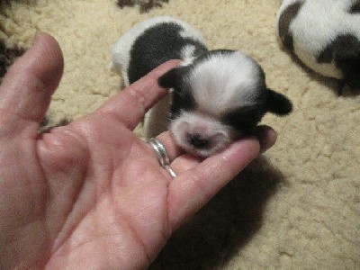 A réserver : magnifique chiot de robe : noire à panachures blanches.
Soucieuse du bon placement de mes chiots, privilégiez l'appel téléphonique, en vous remerciant.
TEL : 04 74 84 24 30, un répondeur est à votre disposition en cas d'absence, laissez moi un message, je rappelle toujours,
Ci-joint commentaire de la portée à lire dans son intégralité pour les informations : réservation, visite, acompte etc..., merci à bientôt.