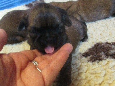 A réserver : couleur de robe : fauve charbonné, masque noir avec une jolie ligne noire sur le dos,
 
1eres photos du 24/10/25, chiots âgés de 18 jours, actualisation des photos dans 10 jours. Lire le commentaire de la portée ci-joint afin d'être informé sur toutes les conditions : réservation, acompte, horaire visite etc...;
Divers renseignements sur la dite race vous découvrirez sur ce site comme "l'arrivée du chiot" - mâle ou femelle, des conseils etc...,
Je suis à votre disposition au 04 74 84 24 30, n'hésitez pas à me laisser un message en cas d'absence, je réponds toujours !