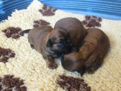 A réserver : 1ères photos du 24/10/25, chiots âgés de 18 jours. Prochaine actualisation des photos dans 10 jours.
Afin d'être informé sur toutes les conditions relatives : réservation, visite, acompte etc...lire le commentaire de la portée ci-joint, merci, à bientôt.
TEL : 04 74 84 24 30, merci à bientôt.