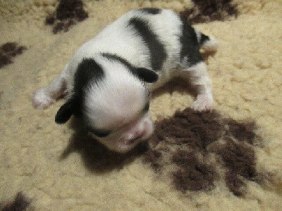 A réserver : Magnifique petite fifille noire à panachures blanches.
Soucieuse du bon placement de mes chiots, privilégiez l'appel téléphonique et surtout n'hésitez pas à me laisser un message en cas d'absence, je rappelle toujours.
Lire le commentaire de la portée ci-joint dans son intégralité : conditions de réservation, acompte horaires visites etc...,
TEL : 04 74 84 24 30, merci à bientôt.