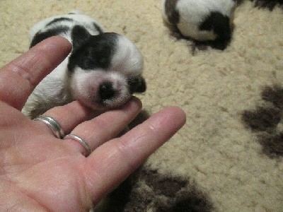 A réserver : Magnifique mâle de robe : noire à panachures blanches.
Lire le commentaire dans son intégralité de la portée ci-joint pour : réservation, acompte, visites etc...,
Soucieuse du bon placement de mes bébés, privilégiez l'échange téléphonique, en vous remerciant.
TEL : 04 74 84 24 30,