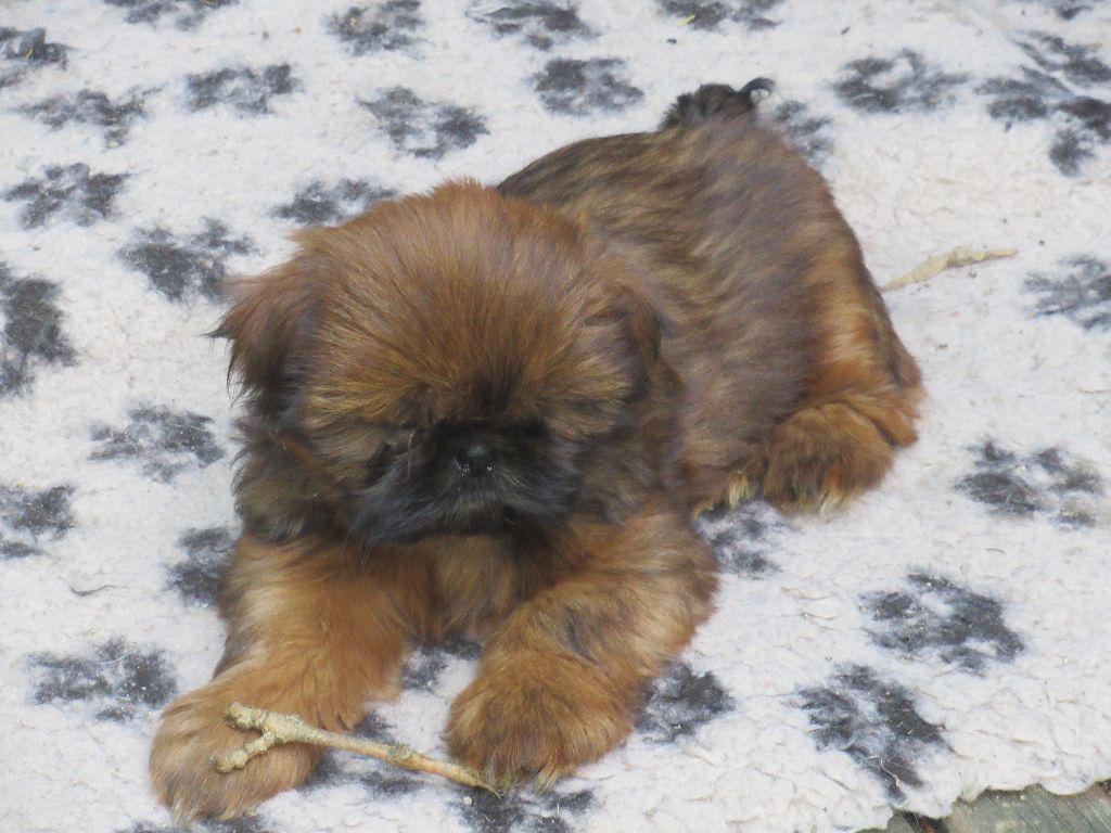 UGOLINE des brumes d'aurore